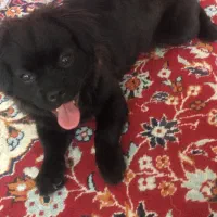 سگ پامر اسپیتز مشکی