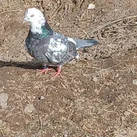 ۹عددکبوتر پرشی|پرنده|نوشین شهر, |دیوار