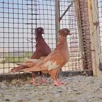 سرک زرد و سرخ سر بندی