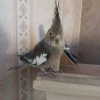 پرنده عروس هلندی.