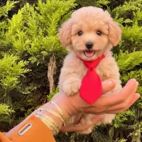 پودل با کروات قرمز و موهای فر