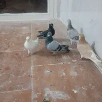 تعدادی کبوتر کفتر فقط معاوضه