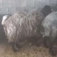 بره نر چاق