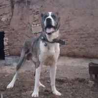 سگ گله