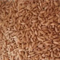 گندم بذری آذر۲