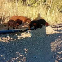 گوسفند بره دار|حیوانات مزرعه|ماهنشان, |دیوار