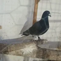 کبوتر آلمان