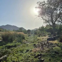 چوب شما را با بهترین قیمت خریدارم