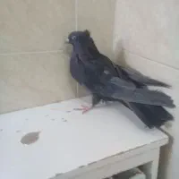 ی ماده سیاه اصفانی د دوتا جوجه سوسکی