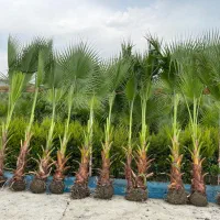 پالم واشنگتن تنه آناناسی|گل و گیاه طبیعی|بابل, |دیوار