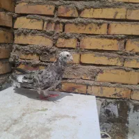 دوتا سرور نر