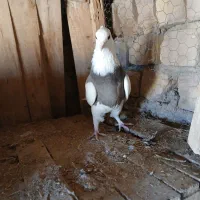 کبوتر طوقی و پرشی