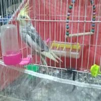 عروس هلندی نر|پرنده|فریمان, |دیوار