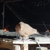 با سلام دو عدد زرد سوه دم سفید