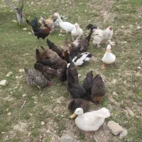 فروش مرغ و خروس