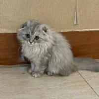 گربه|گربه|شیراز, نارنجستان|دیوار