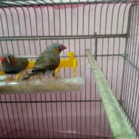 فنچ وقفس فروشی