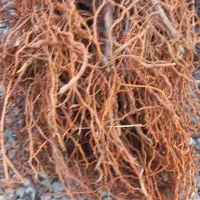 نهال انگور شانی سر دشت ۱۰۰٪دیم