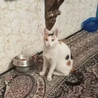 واگذاری گربه کالیکو|گربه|ورامین, خیر آباد|دیوار