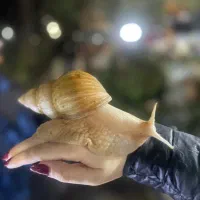 حلزون افریقایی مولد