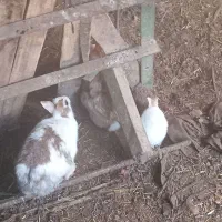 خرگوش|موش و خرگوش|مسجد سلیمان, |دیوار