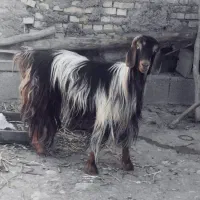 تیشتر ابستن