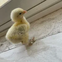 جوجه برهما و آیسبار
