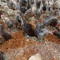 جوجه بوقلمون برنزه|حیوانات مزرعه|فردیس, شهرک وحدت|دیوار