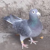 کبوتر رنگی .مسافتی