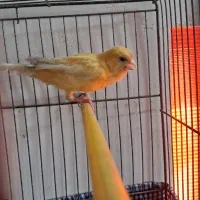 یک عدد قناری ماده کارداده