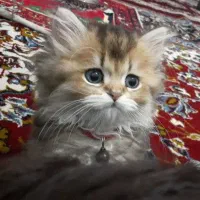 گربه بیریتیش لانگ هیر|گربه|قم, شهرک قدس|دیوار