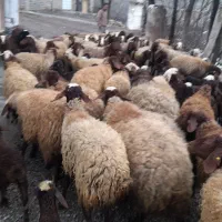 ۶۰تا میش با ۶۰تابره گوسفند داشتی