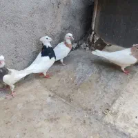 جفت طوقی با دوتا جوجه|پرنده|قم, شهرک توانیر|دیوار