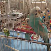 مرغ عشق|پرنده|سهند, |دیوار