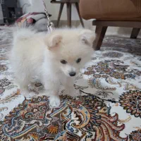 فروش سگ خانگی|سگ|یاسوج, |دیوار