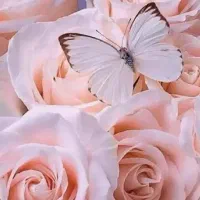 هم‌فکری و مشورت