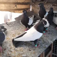 کبوتر سینه سیاه و قره