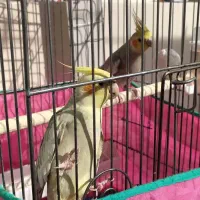 عروس هلندی با جوجه