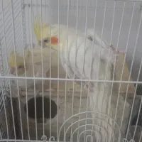 عروس هلندی|پرنده|آبیک, |دیوار