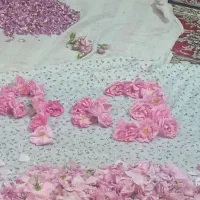 گل محمدی تر وتازه دست چین خوش عطر