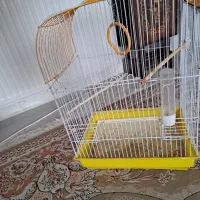 عروس هلندی ماده|پرنده|کهریزک, |دیوار