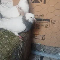 کفتر|پرنده|مه ولات, |دیوار