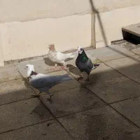 کفتر گرفتنی