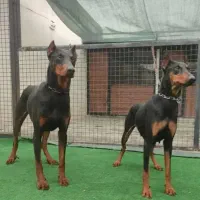 سگ دوبرمن نگهبان دو ساله (جفت)