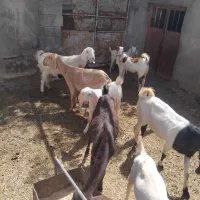 بز وبزقاله شیرا