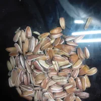 تخمه قرمز تخمه شاهرودی