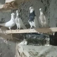 جفت طوقی زرین|پرنده|سلامی, |دیوار