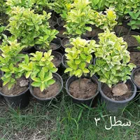 شمشاد طلایی لاوسون سیکاس گل کاغذی