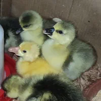 جوجه قوغاز اصیل افریقایی