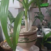 گل معاوضه|گل و گیاه طبیعی|یزد, |دیوار